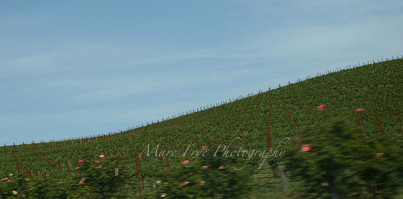 Napa