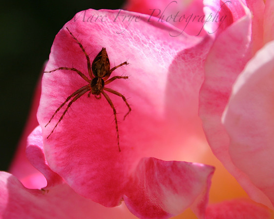 Spider in Napa