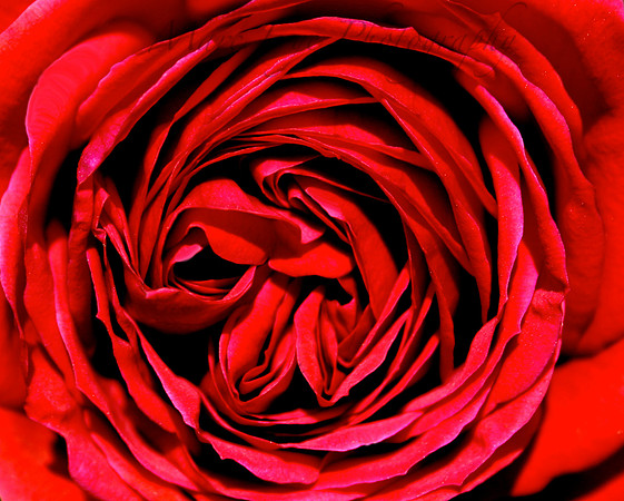 Rose in Napa